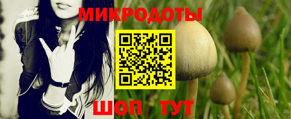 Псилоцибиновые грибы Psilocybe  Вход с VPN  Камышлов 